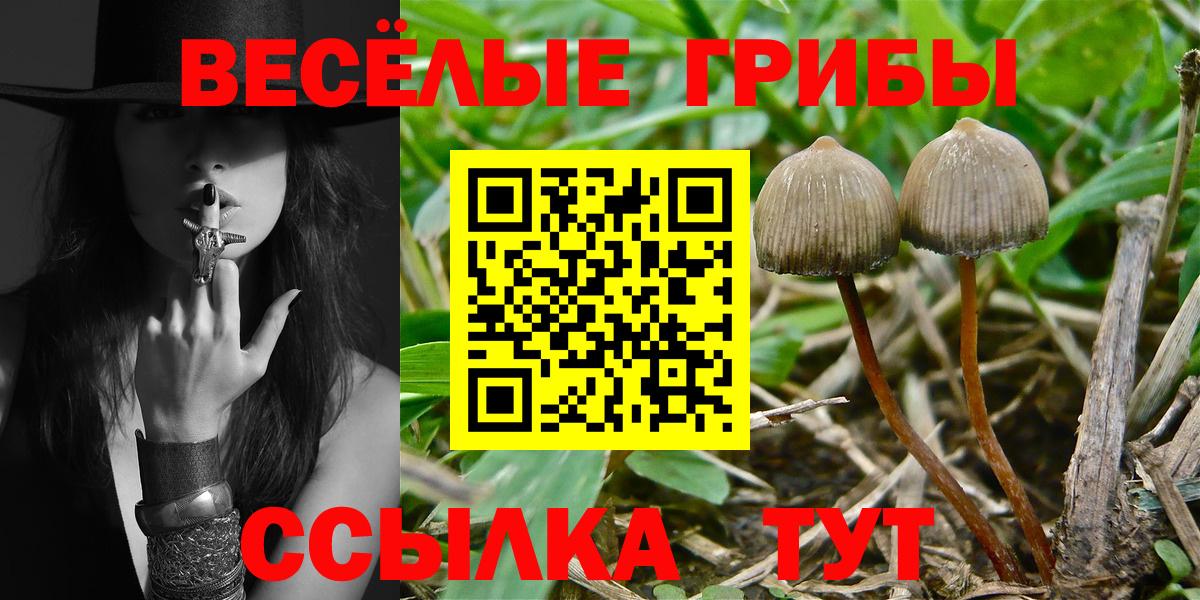 Медногорск  наркота  Псилоцибиновые грибы Psilocybine cubensis  Вход с VPN  Галлюциногенные грибы ЛСД 